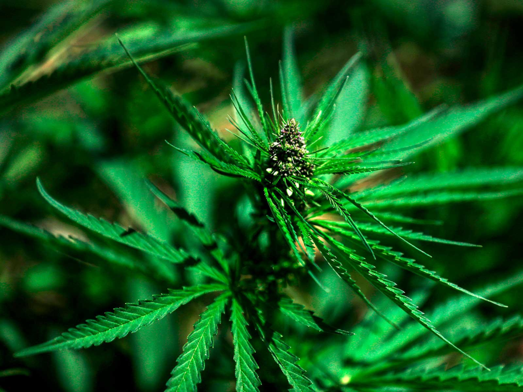 Recreational & Medical Marijuana guide