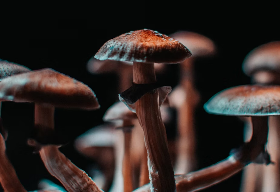 Psilocybin facts