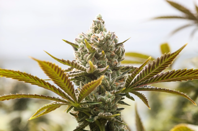 Is cannabis a flower or a bud?
